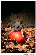 Edible Dormouse 3